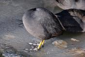 meerkoet (Fulica atra) 2-2021 6123
